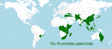 茶叶种植园